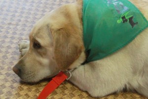 Therapic dog