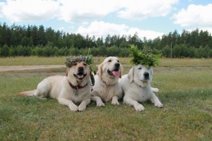Labanoro akimirkos, 3 sunys