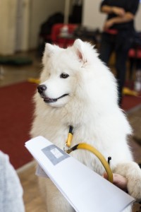 Samojedas