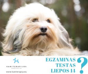 egzaminas sunims