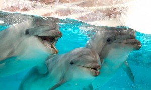 delfinai